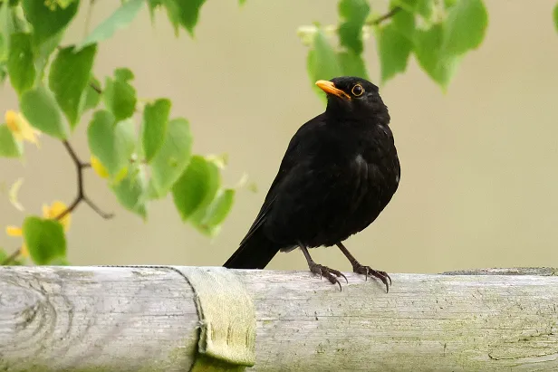 Amsel