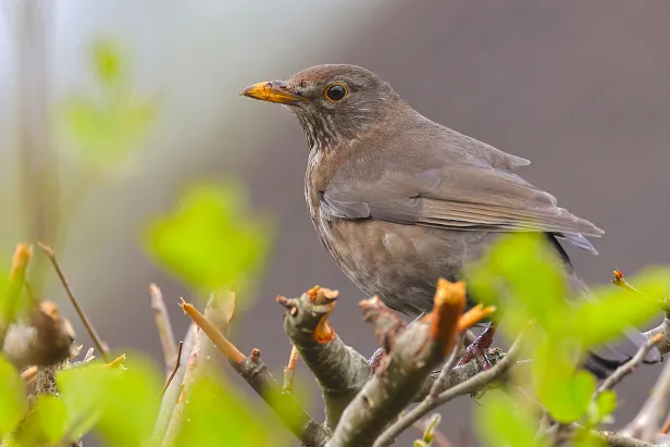 Amsel ♀