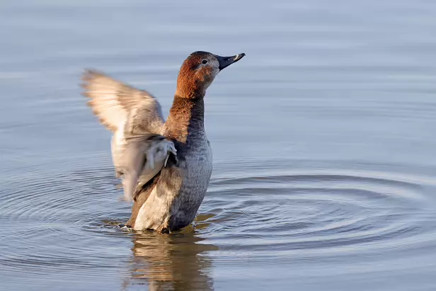 Tafelente ♂ Schlichtkleid