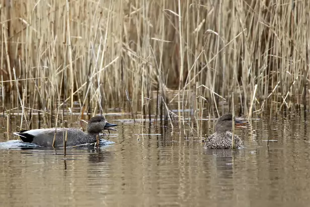 Schnatterente Ententeiche