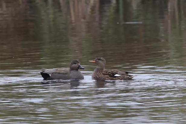 Schnatterente u. Stockente
