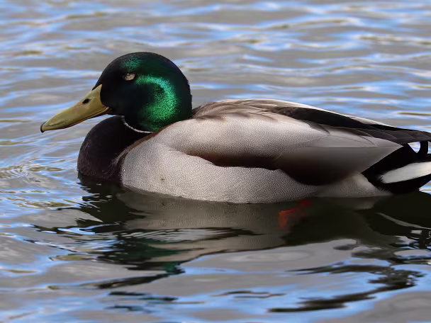 Stockente