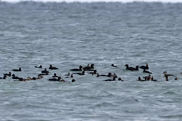 Atlantische Trauerente