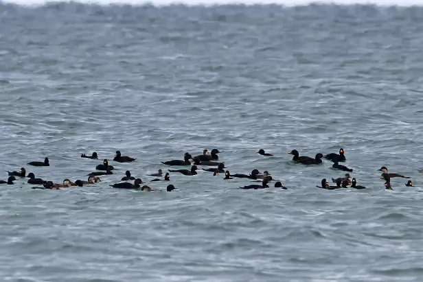 Atlantische Trauerente