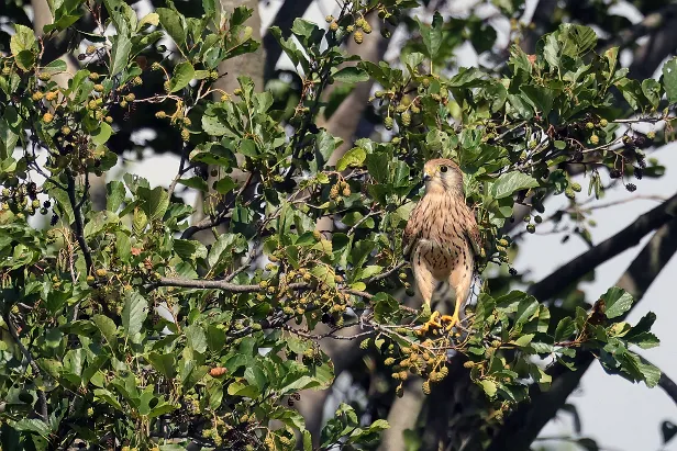 Turmfalke