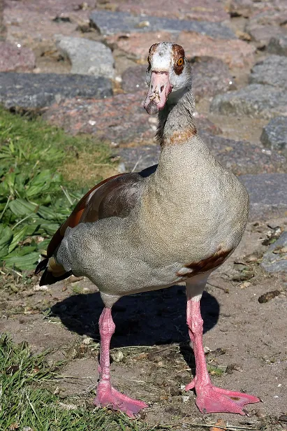 Nilgans