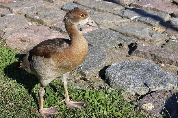 Nilgans
