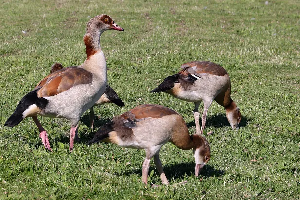 Nilgans