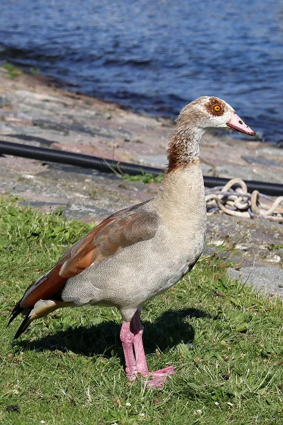 Nilgans