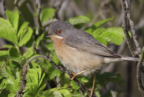 Iberien Bartgrasmücke