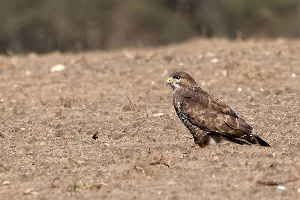 Mäusebussard
