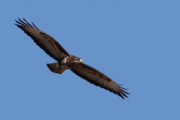 Mäusebussard