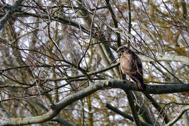 Mäusebussard