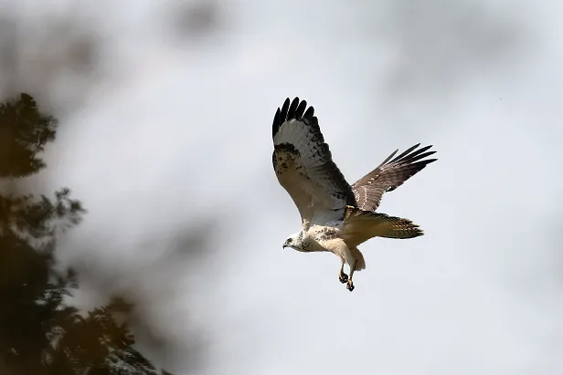 Mäusebussard