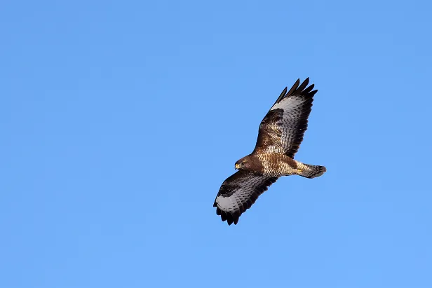 Mäusebussard