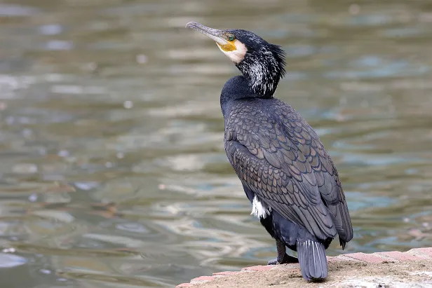 Kormoran ssp sinensis