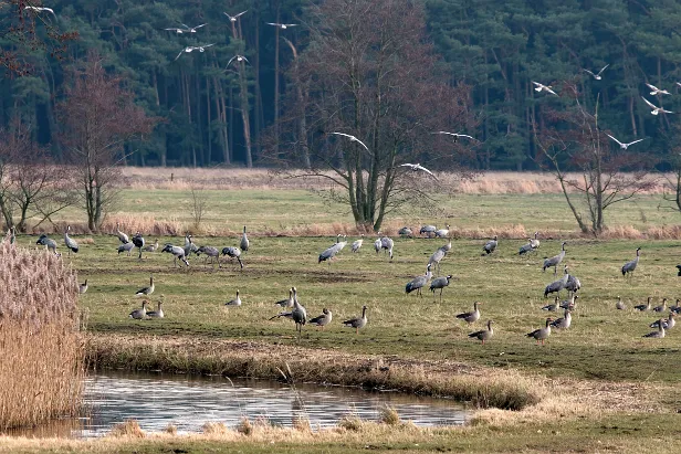 Kranich & Graugans