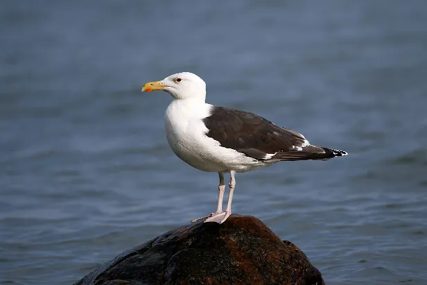 Mantelmöwe
