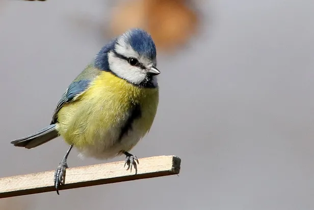 Blaumeise 8 Fischerhaus