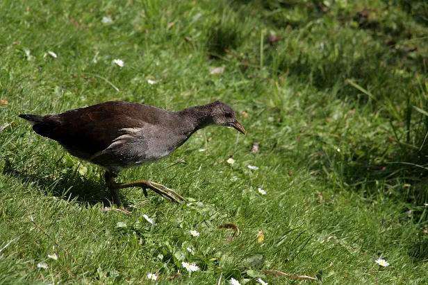 Teichhuhn