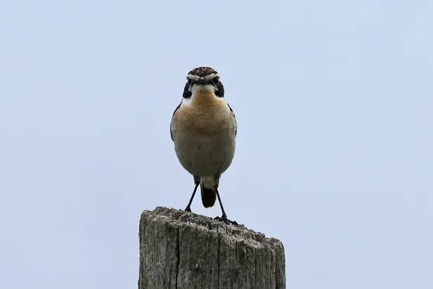 Braunkehlchen