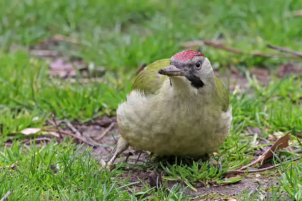 Iberischer Grünspecht