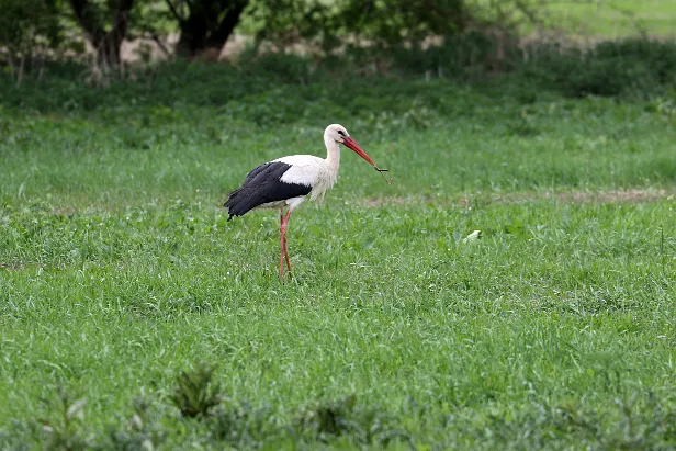 Weißstorch