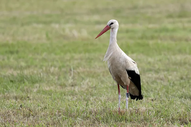 Weißstorch