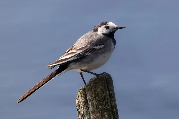 Bachstelze Vogelbeobachtungsstand