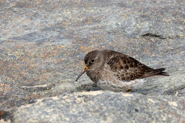 Meerstrandläufer