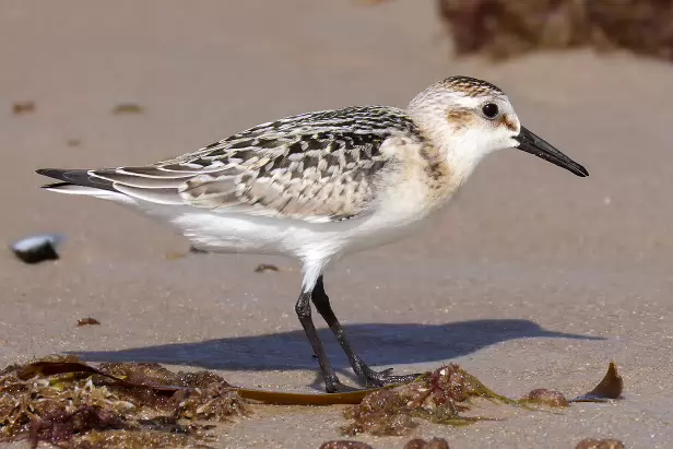 Sanderling