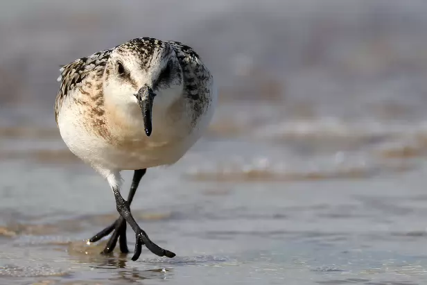 Sanderling