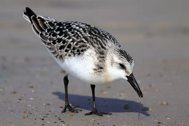 Sanderling