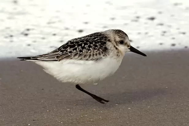 Sanderling