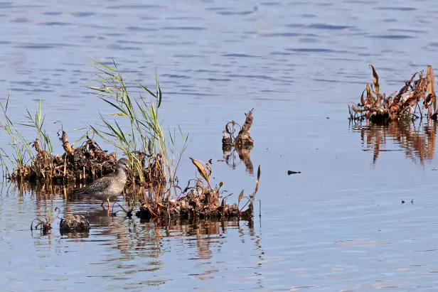 Dunkler Wasserläufer