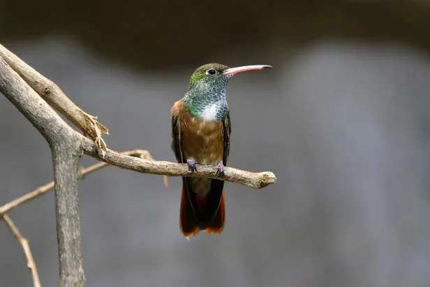 Braunschwanzamazilie Weltvogelpark Walsrode