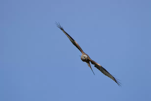 Turmfalke ${LG} ${LP} ${GDescription}