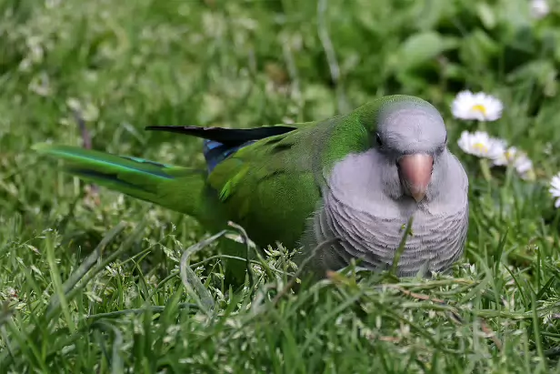 Mönchssittich ${LG} ${LP} ${GDescription}