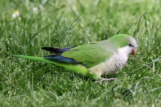 Mönchssittich Mirador de la Cornisa