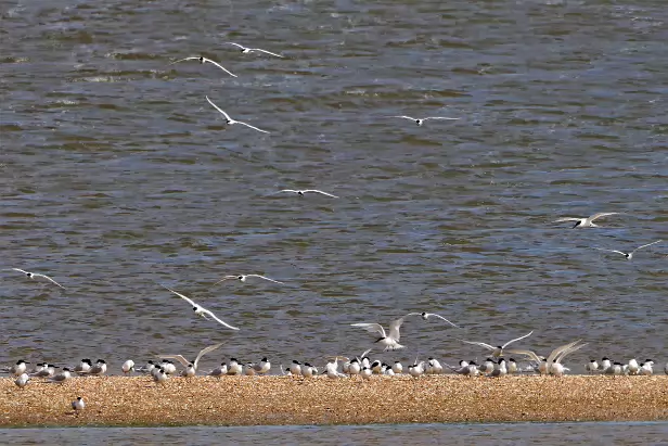 Brandseeschwalbe Prins Hendrikzanddijk