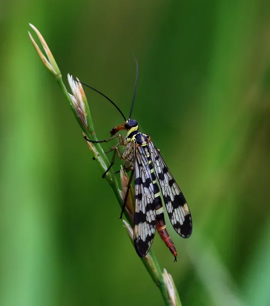 Gemeine Großpunkt-Skorpionsfliege