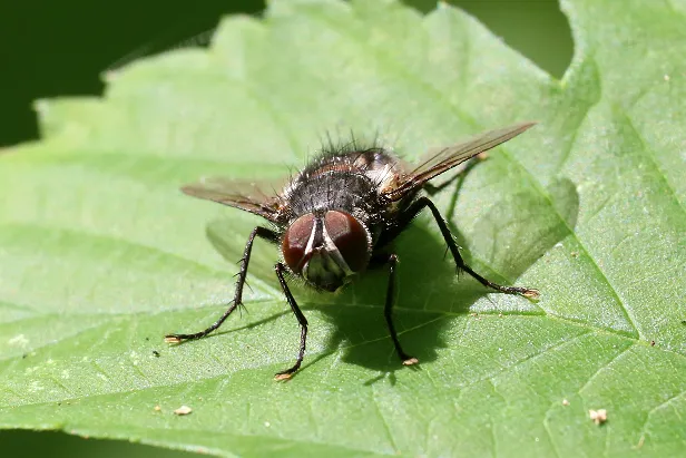 Fliege Rundwanderweg Pechüle-Felgentreu