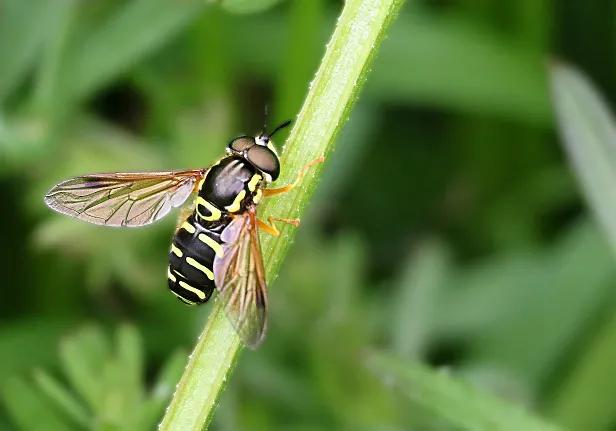 Gemeine Wespenschwebfliege