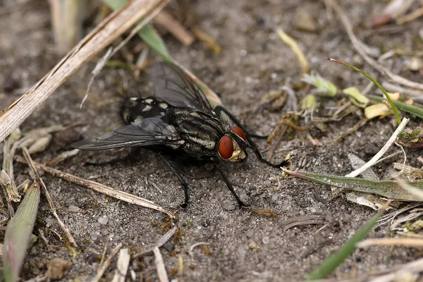 Graue Fleischfliege