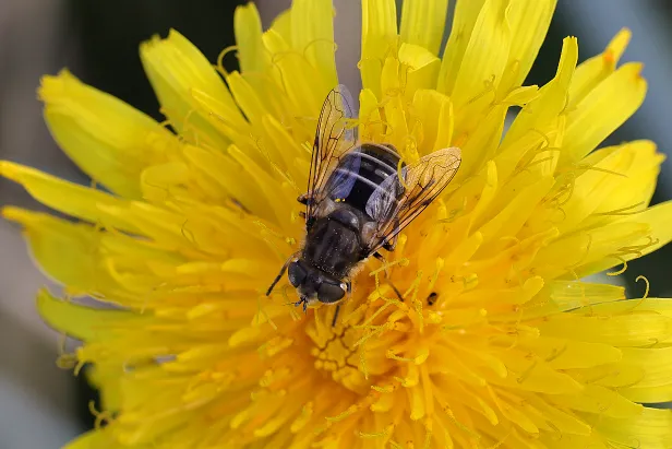 Kleine Keilfleckschwebfliege