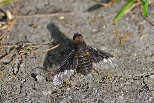 Zickzacklinien-Trauerschweber
