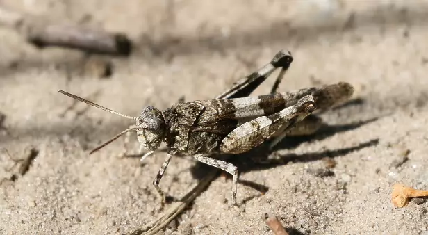Blauflügelige Ödlandschrecke