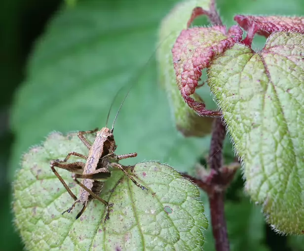 Gewöhnliche Strauchschrecke