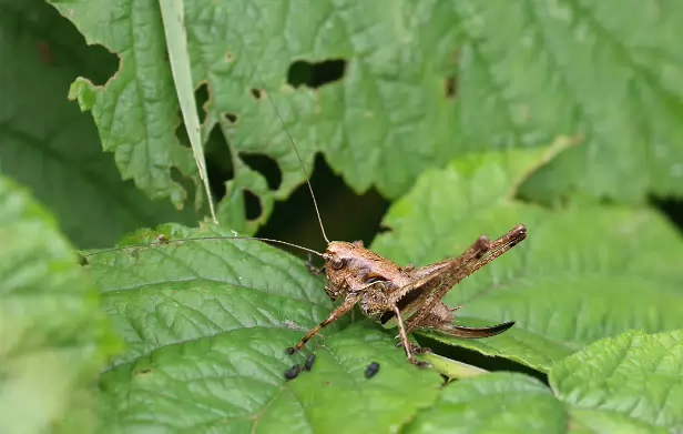 Gewöhnliche Strauchschrecke