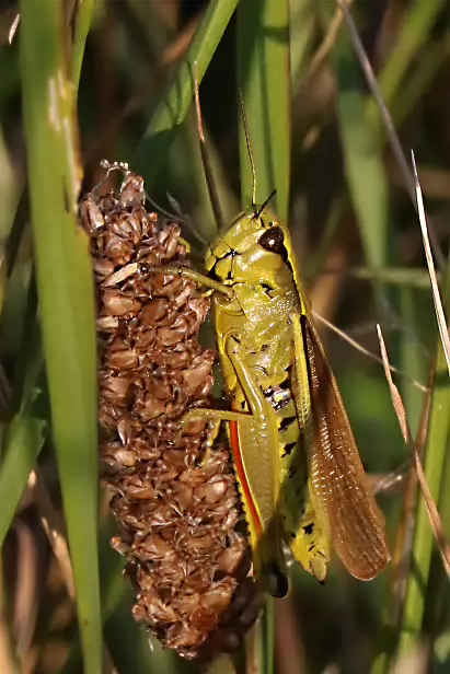 Sumpfschrecke